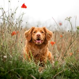 Anagrafe Canina - Caccia - Pesca